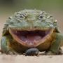 Pogfrog